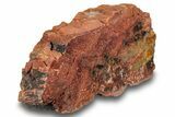 Polished, Petrified Wood (Araucarioxylon) - Arizona #244075-1